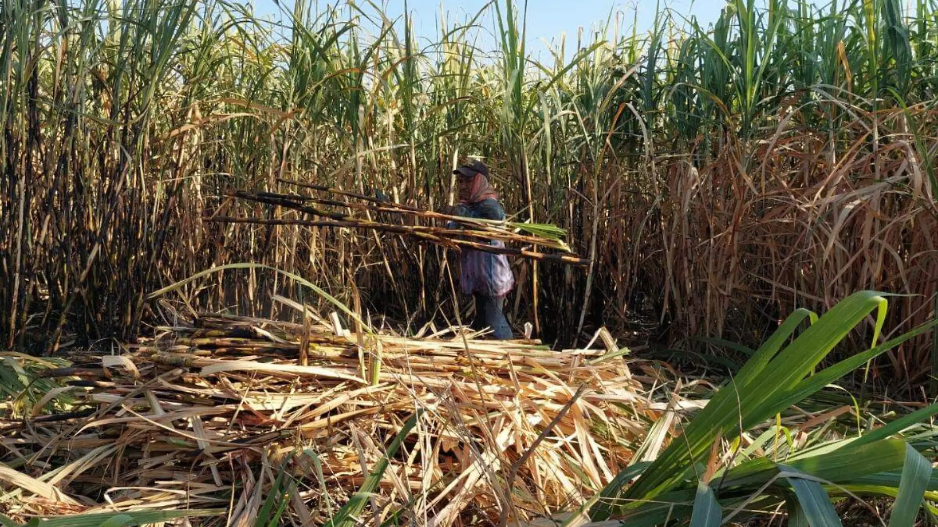 Zafra 2023-2024 la más baja de la historia consideran cañeros